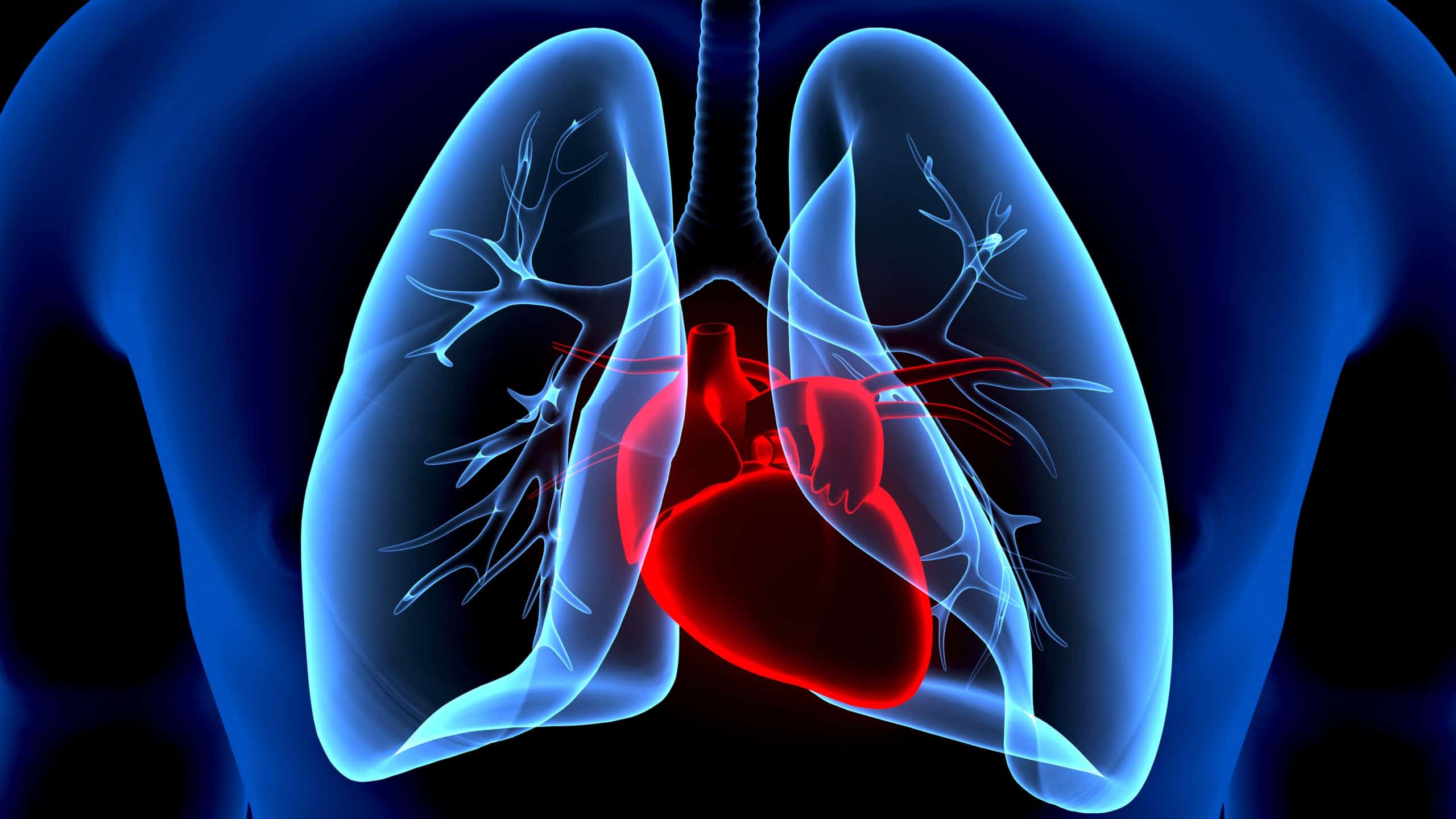 computer generated image of a heart